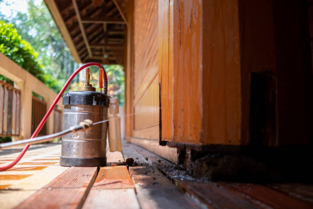 Best Ant Control Services  in Avon Lake, OH